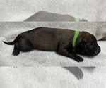 Puppy Green Belgian Malinois