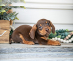 Puppy Jackson Dachshund