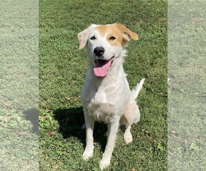 Spaniel-Unknown Mix Dogs for adoption in Hillsboro, MO, USA