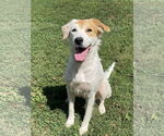 Small Spaniel Mix