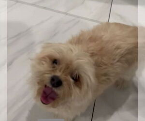 Maltese-Unknown Mix Dogs for adoption in Phoenix, AZ, USA