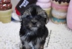 Small Photo #7 Morkie Puppy For Sale in LAS VEGAS, NV, USA