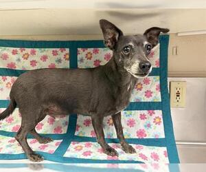 Chihuahua Dogs for adoption in HESPERIA, CA, USA