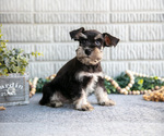 Small #1 Schnauzer (Miniature)