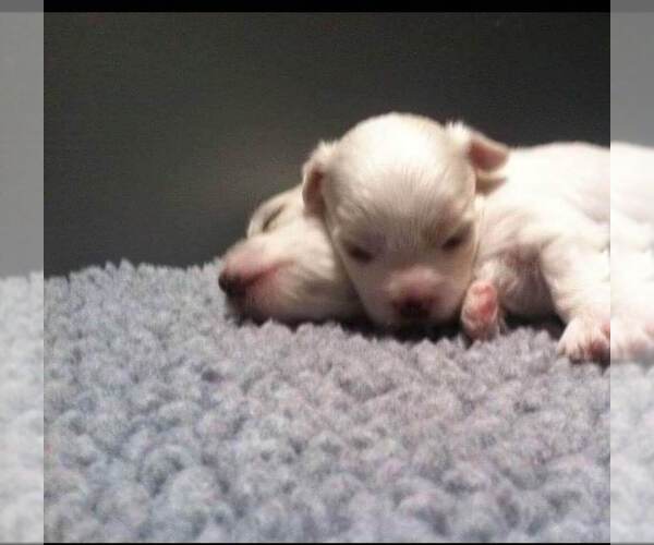 Medium Photo #1 Maltese Puppy For Sale in KILLEEN, TX, USA