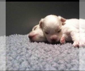 Maltese Litter for sale in KILLEEN, TX, USA