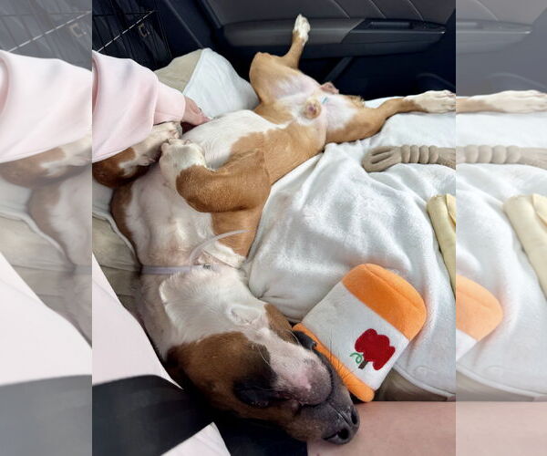 Medium Photo #3 Beagle Puppy For Sale in Houston, TX, USA