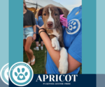 Small Photo #15 Boxer-Unknown Mix Puppy For Sale in Kimberton, PA, USA