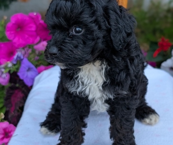 Medium Photo #4 Maltipoo (Toy) Puppy For Sale in GOSHEN, IN, USA