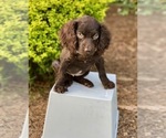 Puppy 6 Boykin Spaniel