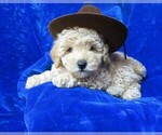 Small Photo #1 Poodle (Miniature) Puppy For Sale in NORWOOD, MO, USA
