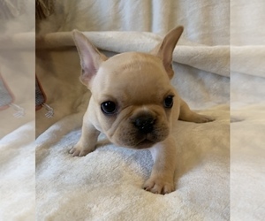French Bulldog Puppy for sale in JOHNS ISLAND, SC, USA