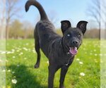 Small #2 Catahoula Leopard Dog Mix