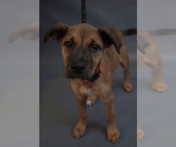 Medium Photo #5 Border Terrier-Chihuahua Mix Puppy For Sale in Princeton, MN, USA