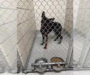 American Pit Bull Terrier-Unknown Mix Dogs for adoption in Pasadena, TX, USA