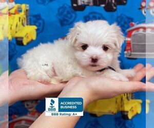 Maltese Puppy for sale in WINNSBORO, LA, USA