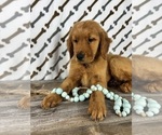 Small #5 Golden Retriever