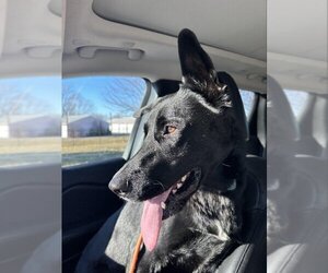 German Shepherd Dog-Unknown Mix Dogs for adoption in Overland Park, KS, USA