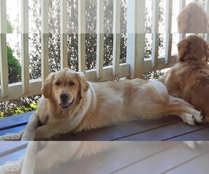 Mother of the Golden Retriever puppies born on 10/27/2025