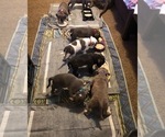 Small Photo #13 American Bully Puppy For Sale in PEMBERTON, NJ, USA