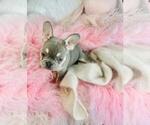 Small #4 French Bulldog