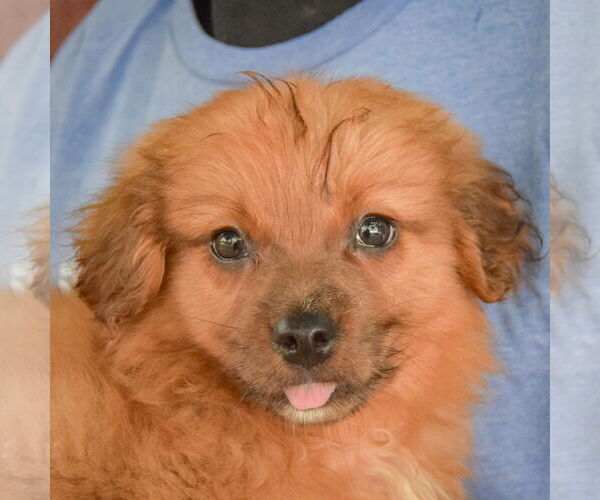 Medium Photo #5 Australian Shepherd-Unknown Mix Puppy For Sale in Huntley, IL, USA