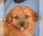 Small #4 Australian Shepherd Mix