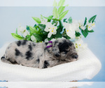 Small Photo #11 Bordoodle Puppy For Sale in STRAFFORD, MO, USA