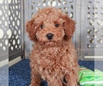 Small #1 Poodle (Miniature)