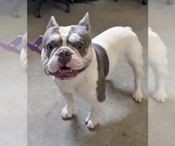 Medium Photo #1 French Bulldog Puppy For Sale in Camarillo, CA, USA