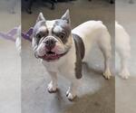 Small French Bulldog
