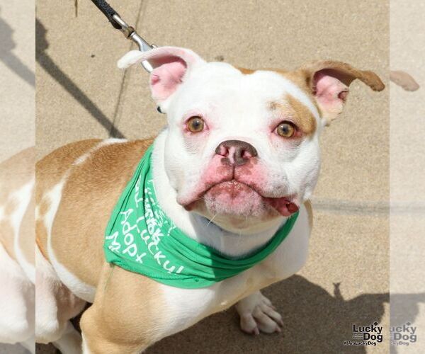 Medium Photo #4 American Bulldog-Unknown Mix Puppy For Sale in Washington, DC, USA