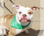 Small #3 American Bulldog Mix
