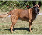 Small #1 German Shepherd Dog Mix
