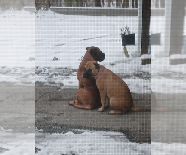 Medium Photo #25 Bullmastiff Puppy For Sale in CAMDEN, TN, USA