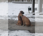 Small #24 Bullmastiff