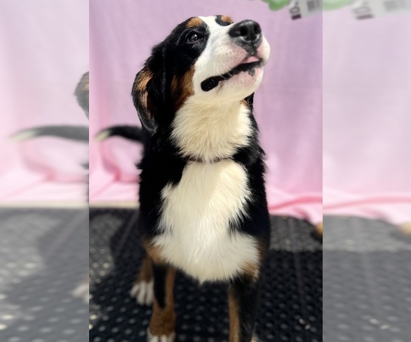 Medium Photo #7 Bernese Mountain Dog Puppy For Sale in DUNDEE, OH, USA