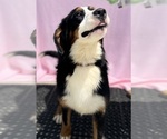 Small Photo #7 Bernese Mountain Dog Puppy For Sale in DUNDEE, OH, USA