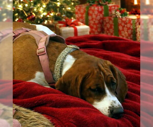 Medium Photo #1 Basset Hound Puppy For Sale in Deepwater, NJ, USA