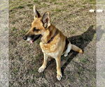 Small #1 German Shepherd Dog