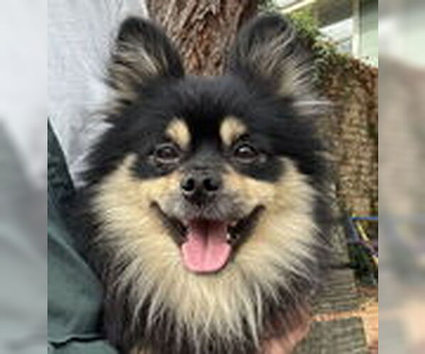 Medium Photo #2 Pomeranian Puppy For Sale in Fremont, CA, USA
