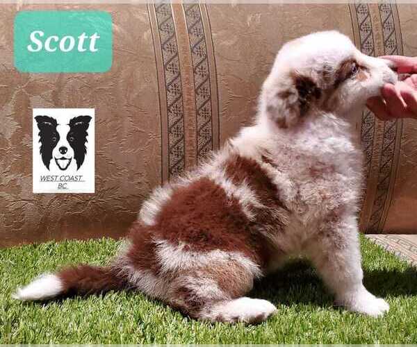 Full screen Photo #1 Border Collie Puppy For Sale in HUNTINGTON BEACH, CA, USA