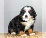 Small #1 Bernese Mountain Dog