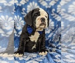 Small Photo #9 Olde English Bulldogge Puppy For Sale in OXFORD, PA, USA