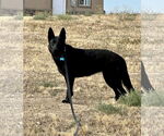Small #3 Mutt