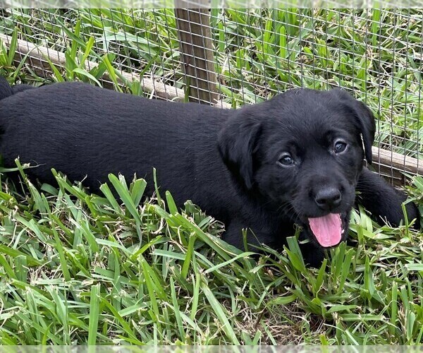 Medium Photo #2 Labrador Retriever Puppy For Sale in MAGNOLIA, TX, USA