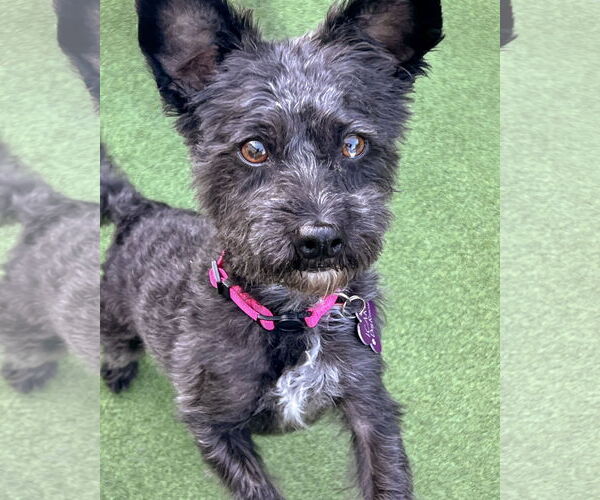 Medium Photo #2 Mutt Puppy For Sale in Corona, CA, USA