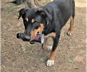 Scout - Male Siberian Husky-Unknown Mix Dog for Adoption - Photo #2