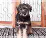 Small Schnoodle (Miniature)