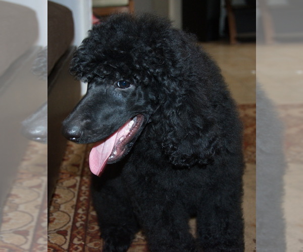 Medium Photo #3 Poodle (Standard) Puppy For Sale in CLEARWATER, FL, USA